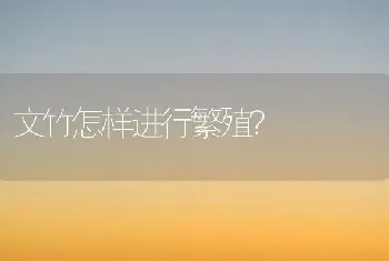 文竹怎样进行繁殖？