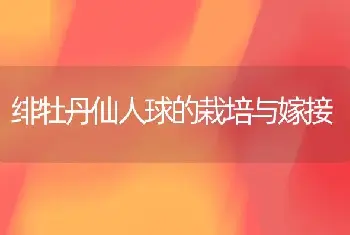 绯牡丹仙人球的栽培与嫁接