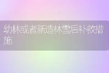 幼林或者新造林雪后补救措施