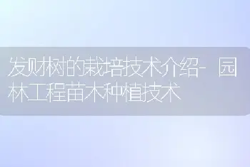 发财树的栽培技术介绍-园林工程苗木种植技术