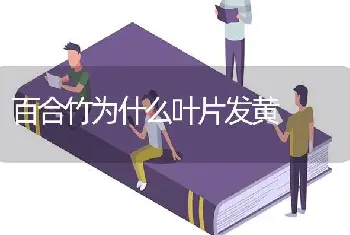 百合竹为什么叶片发黄