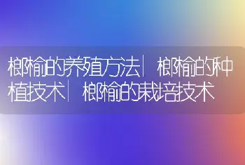 榔榆的养殖方法|榔榆的种植技术|榔榆的栽培技术