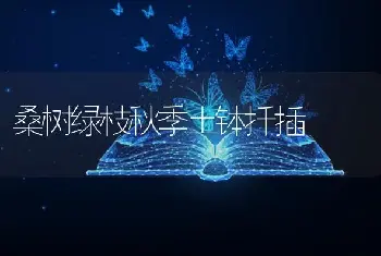 桑树绿枝秋季土钵扦插