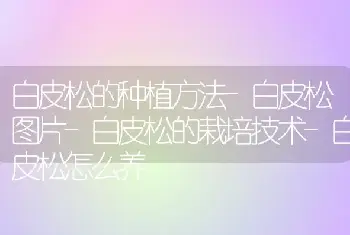 白皮松的种植方法-白皮松图片-白皮松的栽培技术-白皮松怎么养