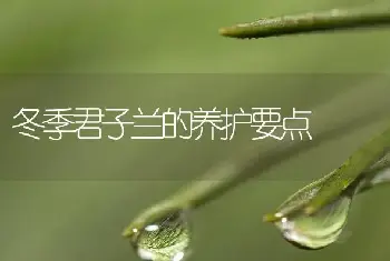 冬季君子兰的养护要点