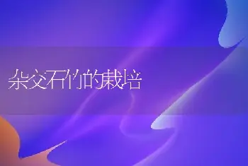 杂交石竹的栽培