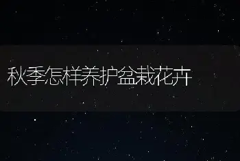 秋季怎样养护盆栽花卉