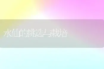 水仙的挑选与栽培