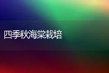 四季秋海棠栽培