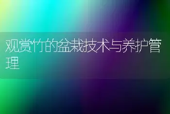 观赏竹的盆栽技术与养护管理