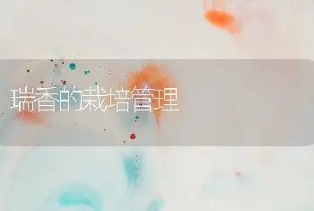 报春花的栽培技术(1)