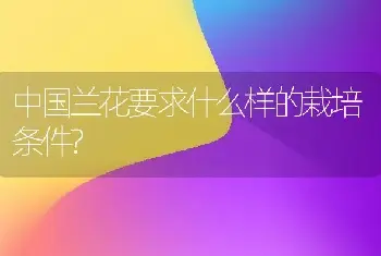 中国兰花要求什么样的栽培条件?