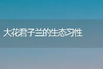 大花君子兰的生态习性