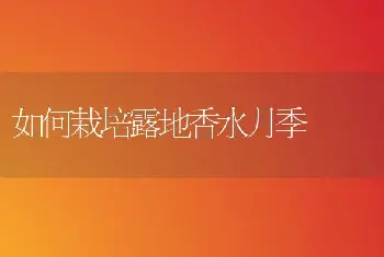 经济林木新秀－－俄罗斯杂交沙棘