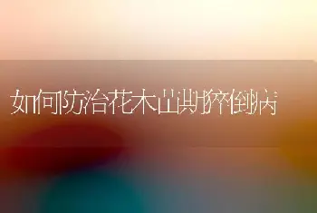 杜鹃网蝽