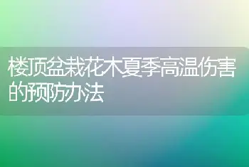 楼顶盆栽花木夏季高温伤害的预防办法