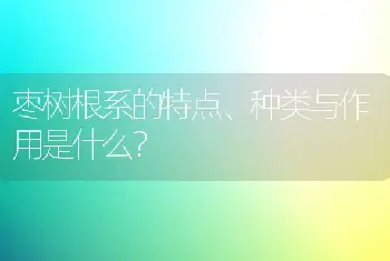 枣树根系的特点、种类与作用是什么？