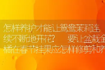 怎样养护才能让鸳鸯茉莉连续不断地开花? 要让盆栽金橘在春节挂果应怎样修剪和养护?