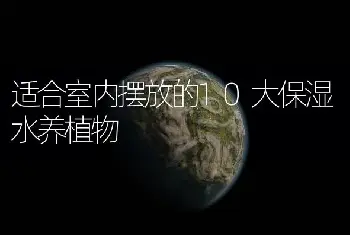 适合室内摆放的10大保湿水养植物