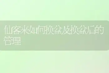 仙客来如何换盆及换盆后的管理