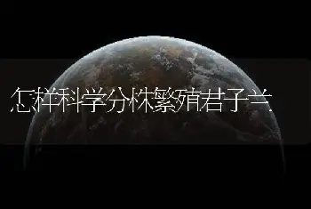 怎样科学分株繁殖君子兰