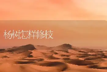 杨树怎样修枝