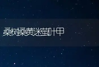 桑树桑黄迷萤叶甲