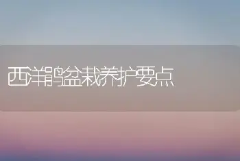 西洋鹃盆栽养护要点