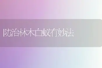 防治林木白蚁有妙法