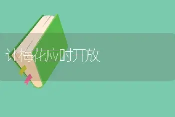 让梅花应时开放