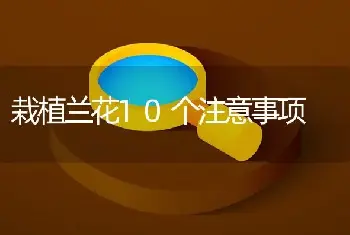 一品红的养护方法