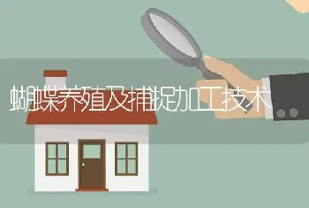 蝴蝶养殖及捕捉加工技术