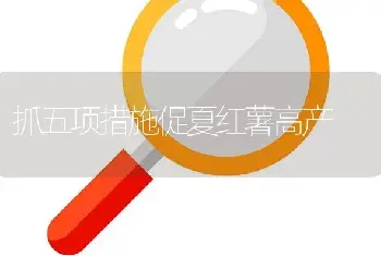 抓五项措施促夏红薯高产