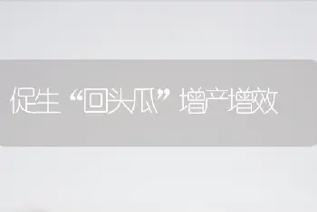 促生“回头瓜”增产增效