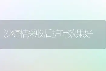 沙糖桔采收后护叶效果好