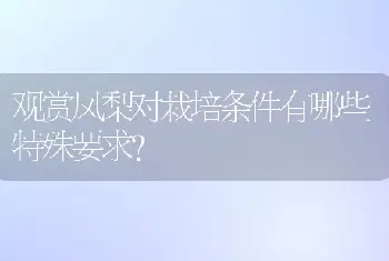 观赏凤梨对栽培条件有哪些特殊要求?