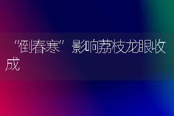 “倒春寒”影响荔枝龙眼收成