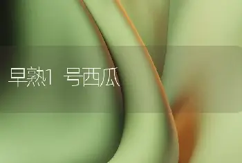 早熟1号西瓜