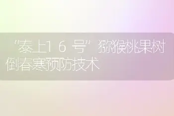 “泰上16号”猕猴桃果树倒春寒预防技术