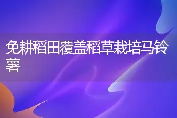 免耕稻田覆盖稻草栽培马铃薯