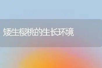 矮生樱桃的生长环境