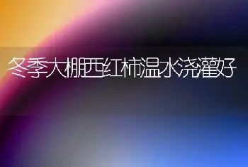 冬季大棚西红柿温水浇灌好