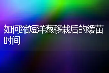 如何缩短洋葱移栽后的缓苗时间