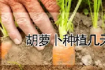 胡萝卜种植几天出苗