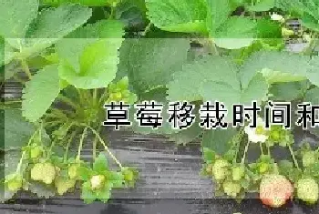 草莓移栽时间和方法