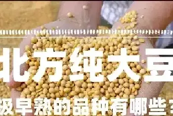 北方纯大豆极早熟的品种有哪些？