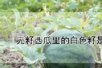 无籽西瓜里的白色籽是什么