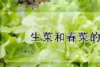 生菜和春菜的区别