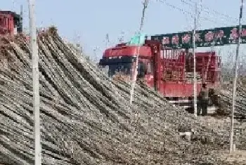 速生杨树苗价格 速生杨树种植技术