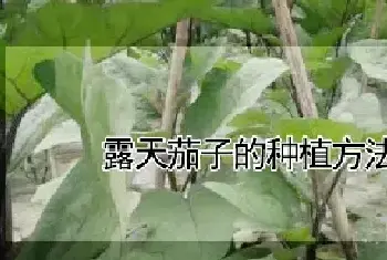 露天茄子的种植方法和时间